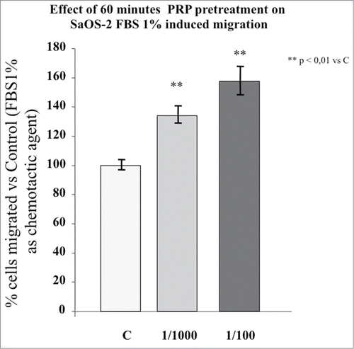 Figure 2. Effect of 1 hour PRP pre-treatment at 1/100 and 1/1000 dilution on SaOS-2 migration in presence of FBS 1% as chemotactic agent. The migration assay was performed in Boyden Chamber in 4 hours. Results are expressed as means of percentage of cells migrated versus control.