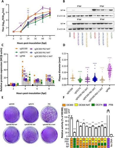 Figure 3. Amino acids in PB2 and PB1 affected replication kinetics, plaque sizes and polymerase complex activity. (A) Growth kinetics of viruses determined in MDCK cells inoculated at MOI = 0.001. (B) Expression of influenza virus nucleoprotein (NP) following inoculation of MDCK cells with respective viruses at MOI = 1. (C) Relative quantitation of influenza virus NP normalized to β-actin. Band intensities were measured using Image J from three independent experiments. (D) Diameters of plaques formed by respective viruses measured using Image J. Means ± SEM are shown. (E) representative plaque assay. (F) Activities of polymerase complexes determined by plasmid-based polymerase assays in 293 T cells. Genes from DE300 and DE274 are shown in orange and green, respectively, whilst DE300 genes containing NAT mutations are shown in yellow. The PR8 polymerase complex, in purple, was a positive control and reactions containing no influenza virus genes (no DNA) was a negative control. Polymerase activity of DE300 was normalized to 100%. PR8 and no DNA controls were excluded from statistical analysis. Means ± SEM are shown. * P < 0.05; ** P < 0.01; *** P < 0.001; **** P < 0.0001.