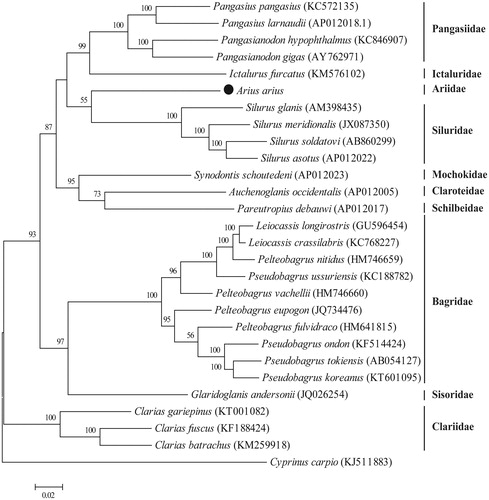 Figure 1. Phylogenetic analysis of Arius arius and other fishes in the order of Siluriformes. The complete mitochondrial genomes were compared using the maximum-likelihood method with MEGA 6.0 software (Tamura et al., Citation2013). The tree with the highest log likelihood (155,680.29) is shown. Bootstrap support values (1000 replicates) are indicated at the nodes.
