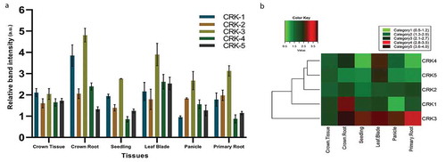 Figure 1. Organ-specific expression pattern of rice CRK genes. (a) Expression levels based on relative band intensity of CRK genes in different tissue of rice. (b) Heatmap analysis of CRK genes in different tissue. This figure combines a “heatmap” with a dendrogram. The rows represent genes while the type of tissues is shown in the columns. The expression levels are mapped on the color scale with low, intermediate, and high expression represented by green, red, and black color respectively