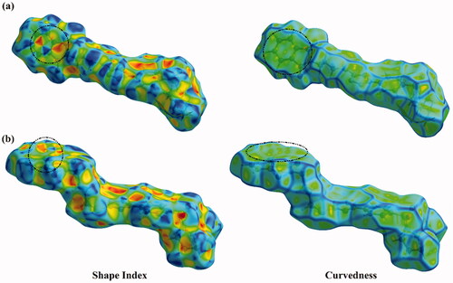 Figure 10. Hirshfeld surfaces of hybrids (a) 1 and (b) 2 mapped over Shape index and Curvedness properties.