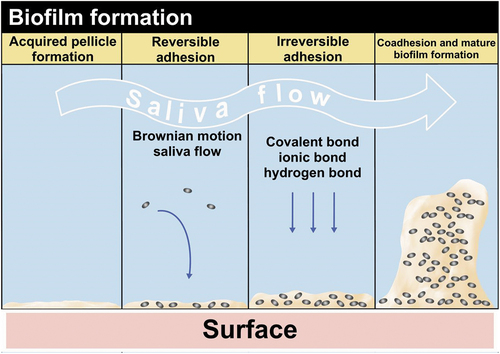 Figure 2. Mechanism of bacterial adhesion to dental materials.
