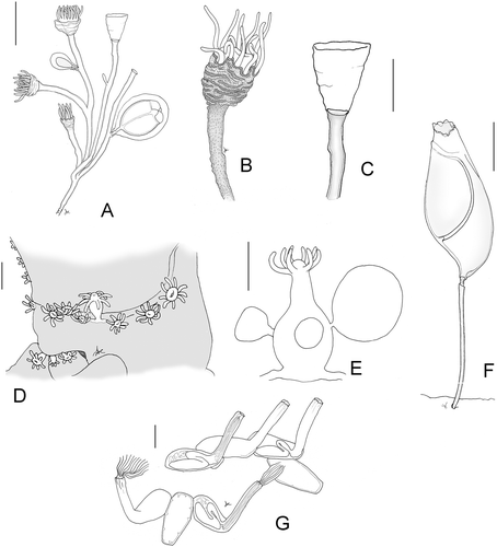 Figure 2. Leuckartiara cf. octona: A, colony; B, hydranth; C, Pseudohydrotheca. Hydractinia sp.: D, colony; E, hydranth and medusa buds. F, Triticella flava. G, Arachnoidea sp. Scale bars: A, D, G, 500 µm; B, C, E, F, 200 µm.