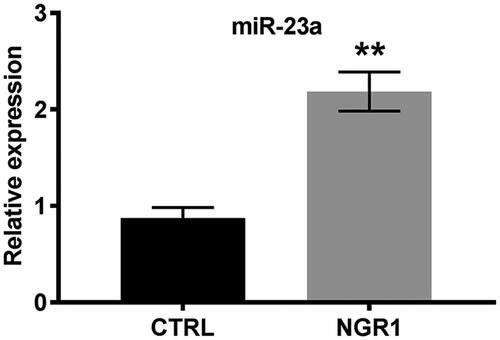 Figure 4. NGR1 up-regulated the expression of miR-23a. MC3T3-E1 cells were treated with NGR1 (50 μmol/L) for 48 h in the NGR1 group; MC3T3-E1 cells were not treated with NGR1 in the CTRL group. NGR1: Notoginsenoside R1; CTRL: control; miR-23a: microRNA-23a. **p < .01 compared to CTRL.