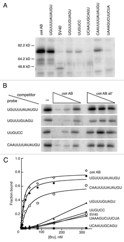 Figure 5 Bru binding to regulatory sites. (A) UV crosslinking assay with ovarian protein and RNAs bearing four copies of the Bru binding sites embedded in SV40 sequences. The RNA probes are indicated at top by the identity of the binding site. The SV40 probe is SV40 RNA alone, and the osk AB probe is the AB region of the osk 3′ UTR. (B) competition binding assay. Crosslinking assays of the type shown in (A) were repeated, with or without the presence of unlabeled competitor RNAs. The competitors are osk AB RNA, or the same RNA (all-) with point mutations in BREs and type II Bru binding sites.Citation17 exposures of the different rows are not equivalent, but were chosen to have similar binding signals in the absence of competitor. (C) Filter binding assay with recombinant Bru (1.26–322 nM) and the RNAs used in (A and B).
