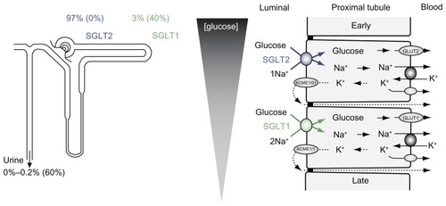 Figure 1 Renal glucose transport.