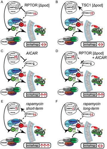 Figure 7. Activation of AMPK stimulates autophagy independently of MTOR activity. (A) AMPK activity is reduced if MTORC1 signaling is genetically impaired (activating phosphorylation sites at ULK1 are displayed in green, inhibitory sites are in red). (B) Inhibitory signals on ULK1 by genetically induced MTORC1 hyperactivity are compensated by active AMPK signaling. (C) Pharmacological activation of AMPK is able to induce autophagy in podocytes by activating ULK1. (D) MTORC1 can be bypassed in autophagy regulation as it occurs in the genetic model of MTORC1 inhibition by direct phosphorylation of ULK1 by AMPK. (E) Short-term treatment with rapamycin inhibits MTORC1 activity and activates AMPK leading to increased levels of autophagy. (F) Long-term treatment with rapamycin is compensated by reduced AMPK signaling in regard to autophagy regulation