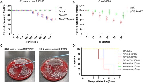 Figure 4. The knaAT operon that maintains the stability of the virulence plasmid in K. pneumoniae. (A) hvKP strain RJF293 that carried its wild-type virulence plasmid pRJF293 or the knaAT deletion virulence plasmid pRJF293ΔknaAT was propagated in the antibiotic-free LB medium for 400 generations. The virulence plasmid-carrying mucoid phenotype regulator gene rmpA was used for control. Data are presented as the mean ± standard deviation of three independent experiments. (B) E. coli C600 that harboured pSK vector with or without the knaAT operon was passaged in the antibiotic-free LB medium for 100 generations. (C) The loss of virulence plasmid leads to a negative hypermucoviscosity phenotype of K. pneumoniae RJF293PF in comparison with the hvKP RJF293. (D) Kaplan-Meier survival curves generated for mice infected with the hvKP RJF293 and the virulence plasmid-free strain RJF293PF at various intraperitoneal concentrations. RJF293 exhibited statistically significant virulence compared to RJF293PF at dosages of 5 × 102 CFU (p = 0.0023) and 5 × 103 CFU (p = 0.0019). No mortality was observed among mice in either the RJF293PF or saline control groups throughout the seven-day observation period.