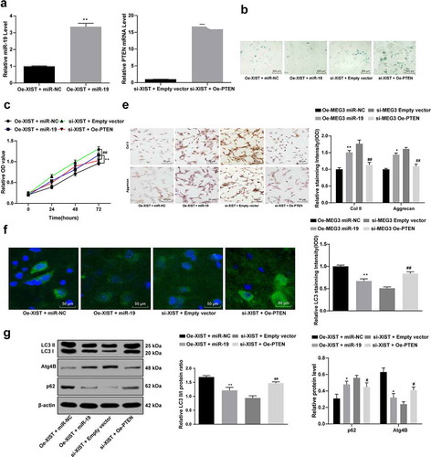 Figure 4. Overexpression of miR-19 increases NPC viability and decreases cell autophagy regulated by XIST. (a), the expression of miR-19 and PTEN mRNA measured using RT-qPCR after transfection; (b), senescence of NPCs detected with SA‐β‐gal staining; (c), viability of NPCs assessed using MTT assay; (d), levels of Col II and aggrecan in NPCs assessed using immunocytochemistry; (e), LC3 expression in NPCs confirmed with immunofluorescence staining; (f), protein levels of LC3I, LC3II, p62 and Atg4B evaluated using western blot analysis. Data are expressed as the mean ± standard deviation. Each experiment was performed three times independently. Data were analyzed by the t test or one-way ANOVA, followed by Tukey’s multiple comparison test. *, compared to the empty vector group, p < 0.05, # compared to the si-NC group, p < 0.05; Repetition = 3