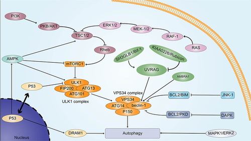 Figure 2 Pathways that regulate autophagy. →represents activation of the target, and ⊣represents inhibition of the target.