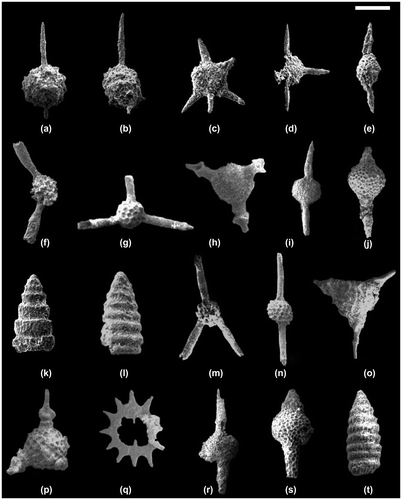 Figure 7. Scanning electron micrographs of the most critical Middle to Late Triassic radiolarians from the IntraPontide Suture Zone, northern Turkey. Scale number of microns for each figure: (a–e) Late Anisian radiolarians from the sample 10-IPS-6 in the Pelitören section: (a–b) Paroertlispongus multispinosus Kozur & Mostler, scale bar for both specimens- 190 μm; (c) Paurinella trispinosa (Lahm), scale bar- 150 μm; (d) Tetrapaurinella tetrahedrica Kozur & Mostler, scale bar- 300 μm; (e) Pseudostylosphaera coccostyla acrior (Bragin), scale bar- 120 μm. (f–l) Late Early Norian radiolarians from the sample 12-TC-303F in the Pelitören section: (f) Capnodoce anapetes De Wever, scale bar- 140 μm; (g) Capnodoce sarisa De Wever, scale bar- 140 μm; (h) Capnuchosphaera theloides theloides De Wever, scale bar- 150 μm; (i) Xiphosphaera fistulata Carter, scale bar- 240 μm; (j) Syringocapsa turgida Blome, scale bar- 105 μm; (k) Pachus multinodosus Tekin, scale bar- 110 μm; (l) Japonocampe nova (Yao), scale bar- 100 μm. (m–t) Late Early to early Middle Norian radiolarians from the sample 12-TC-303G in the Pelitören section: (m) Capnodoce sarisa De Wever, scale bar- 150 μm; (n) Renzium adversum Blome, scale bar- 140 μm; (o) Nodocapnuchosphaera altineri Tekin, scale bar- 1890 μm; (p) Kinyrosphaera helicata goekcamensis Tekin, scale bar- 170 μm; (q) Palaeosaturnalis dumitricai Tekin, scale bar- 140 μm; (r) Xiphosphaera fistulata Carter, scale bar- 200 μm; (s) Syringocapsa batodes De Wever, scale bar- 115 μm; and (t) Whalenella sp., scale bar- 110 μm.