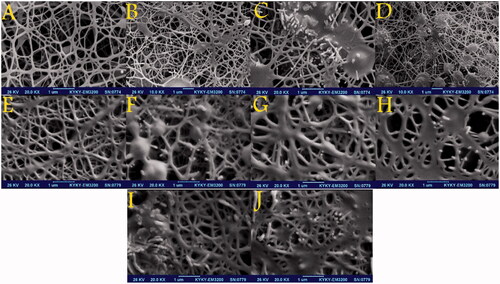 Figure 1. SEM micrographs showing the morphology of the PCL-PEG nanofibres: (A) free PCL-PEG; (B) Chrysin 5% loaded PCL-PEG nanofibre; (C) Chrysin 10% loaded PCL-PEG nanofibre; (D) Chrysin 15% loaded PCL-PEG nanofibre; (E) Curcumin 5% loaded PCL-PEG nanofibre; (F) Curcumin 10% loaded PCL-PEG nanofibre; (G) Curcumin 15% loaded PCL-PEG nanofibre; (H) Chrysin 5%-Curcumin 10% loaded PCL-PEG; (I) Chrysin 7.5%-Curcumin 7.5% loaded PCL-PEG and (J) Chrysin 10%-Curcumin 5% loaded PCL-PEG.