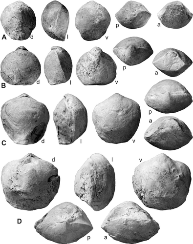 Fig. 18. Atrypoidea (Atrypoidea) australis (Dun, Citation1904). A, AMF29200, figured by Mitchell & Dun (Citation1920, pl. XIV, fig. 27 as A. angusta). B, AMF29188, figured by Mitchell & Dun (1929, pl. XIV, fig. 14 as A. australis). C, AMF17432, labelled A. australis. D, AMF14215, labelled A. australis. A – C, Hattons Corner, Silverdale Fm?; D, Glenbower, Glenbower Fm. Letters d , l , v , p , a  — dorsal, lateral, ventral, posterior, and anterior views. All ×1.5.