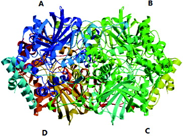 Figure 8. Predicted tertiary structure of the proteins encoded by SoCAT-1 and SsCAT-1. Subunit A, B, C and D are shown in blue, green, yellow and red, respectively. Subunits A and C are associated so that their N-termini are overlapped. Subunits B and D form a similar intertwined dimmer.