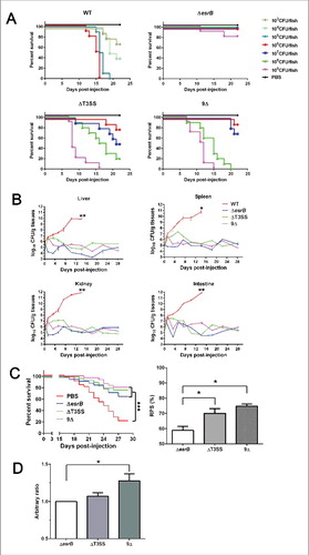 Figure 7. (see previous page) Evaluation of virulence and vaccine efficiency of 9Δ in turbot fish. (A) Virulence was analyzed in turbot. Fish were inoculated intramuscularly (i.m.) with a series of dilutions of the WT and mutant strains. The infected fish were monitored for 3 weeks. (B) Infection kinetics of E. tarda strains in turbot. Following i.m. infection with the corresponding strains at a dose of 1 × 105 CFU/fish, the fish were sampled in triplicate at 0, 1, 3, 5, 7, 10, 14, 18, 22, and 28 d. The organs (liver, spleen, kidney, and intestine) from 3 fish were mixed and homogenized, and serial dilutions of the homogenates were plated on DHL agar plates. The bacterial count was normalized by dividing the bacterial count (n = 3) by the weight of the mixed sample. *, P < 0.05; **, P < 0.01 based on student's t-test analysis of the bacterial counts at 14 DPI. (C) Survival curve of vaccinated turbots after challenge. Vaccinated or PBS mock-vaccinated turbot were challenged by injection of WT bacteria. The survival curves were recorded for 28 d after challenge. ***, P < 0.001 based on Kaplan-Meier survival analysis with a log rank test with Prism software (Graphpad Software). The derived relative protection index (RPS) of each strain is shown in the right panel. *, P < 0.05 based on one-way ANOVA. (D) Serum IgM titers against E. piscicida at 35 DPI were assayed by ELISA. The data reflect the mean absorbance and SEM (n = 5).