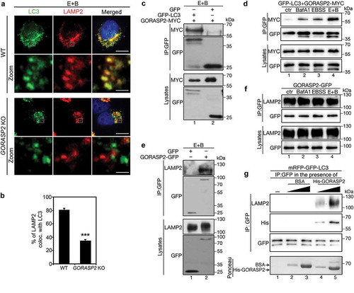 Figure 4. GORASP2 binds LC3 and LAMP2 to facilitate autophagosome-lysosome fusion. (a-d) GORASP2 knockout reduces LC3-LAMP2 colocalization. (a) Wild type (WT) or GORASP2 knockout (KO) HeLa cells were treated with EBSS and 400 nM BafA1 (E + B) for 4 h, and stained for LC3, LAMP2, and DNA. The bottom row (Zoom) shows a higher magnification of the boxed area in the upper row. Scale bars: 10 µm in the upper row, 1 µm in the lower row. (b) Quantification of (a) for the percentage of LAMP2 puncta that colocalized with LC3 in WT or GORASP2 knockout cells. (c-d) GORPAS2 binds LC3. (c) GFP-LC3 or GFP expressing HeLa cells were transfected with GORASP2-MYC for 16 h, treated with EBSS and 400 nM BafA1 (E + B) for 4 h, and immunoprecipitated with a GFP antibody followed by western blotting. (d) GFP-LC3 HeLa cells were transfected with GORASP2-MYC, then treated with growth medium (ctr), BafA1, EBSS or EBSS and 400 nM BafA1 (E + B) for 4 h, and immunoprecipitated with a GFP antibody followed by western blotting. (e-f) GORASP2 binds LAMP2. (e) GFP or GORASP2-GFP expressing HeLa cells were treated with EBSS and 400 nM BafA1 (E + B) for 4 h, and immunoprecipitated with a GFP antibody followed by western blotting. (f) HeLa cells were transfected with GORASP2-GFP, treated with indicated medium for 4 h, and immunoprecipitated with a GFP antibody. (g) GORASP2 facilitates LC3-LAMP2 interaction. mRFP-GFP-LC3 cells treated with EBSS and BafA1 were immunoprecipitated with a GFP antibody in the presence of nothing (lane 1), or increasing amount of BSA (as control, lanes 2 and 3) or His-tagged GORASP2 (lanes 4 and 5), followed by western blot for LAMP2, His and GFP. Ponceau stain shows the input and arrows indicate the position of indicated proteins. .