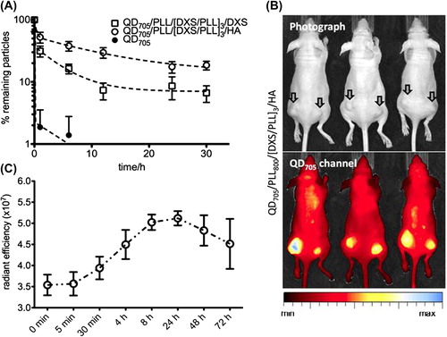 Figure 7. Blood circulation and tumor targeting of optimized LbL nanoparticles. (A) Blood circulation profiles of QD705, QD705/PLL/[DXS/PLL]3/HA and D705/PLL/[DXS/PLL]3/DXS. The longer persistence of QD705/PLL/[DXS/PLL]3/HA in the blood stream corroborates their superior stability and biodistribution profile. (B) Enhanced permeation and retention (EPR) based targeting of solid KB tumors induced subcutaneously on both hind flanks using QD705/PLL/[DXS/PLL]3/HA. Image is taken at the 24 h time point. (C) Time dependant accumulation of QD705/PLL/[DXS/PLL]3/HA in KB tumors. Accumulation of the nanoparticles in tumors is transient and typical of EPR dominated targeting. Data is given in mean ± SEM, n = 6. Reproduced with permission from reference (CitationPoon et al. 2011b) Copyright American Chemical society 2011.