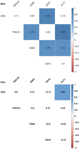 Fig. 6.  Correlation analysis for uEV proteins from BPH and PCA patients. A correlation matrix was constructed using absolute densitometry values (background subtracted) for each protein. To avoid the loss of data, a value of 0 was given to non-detected proteins. The numbers correspond to r coefficients, and only significant values (p<0.05) are coloured using a proportional colour r-scale (for PCA, n=18 and for BPH, n=9). The values employed to generate the correlation matrix can be found in Supplementary Table XI.
