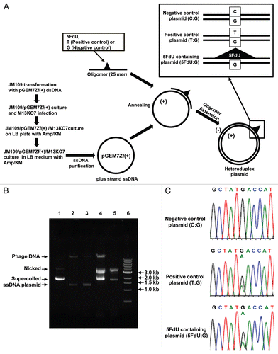 Figure 1 Efficient construction of 5FdU containing heteroduplex plasmid. (A) Flowchart of for preparation of the 5FdU containing heteroduplex plasmid. (B) Electrophoretic analysis of various DNA preparations. Lane 1; parental pGEM7Zf(+) dsDNA plasmid isolated by an alkaline lysis method. Almost of all the plasmid was in supercoiled form. Lane 2; single-stranded DNA plasmid generated by conventional M13KO7 method (17). Lane 3; Single-stranded DNA isolated from JM109/pGEM7Zf(+)/M13KO7 complex. Lane 4; 5FdU-containing heteroduplex plasmid constructed by ssDNA plasmid generated by conventional M13KO7 method. Lane 5; 5FdU-containing heteroduplex plasmid constructed by ssDNA plasmid isolated from JM109/pGEM7Zf(+)/M13KO7 complex. Lane 6; linear dsDNA marker (1 kb Ladder N3232S, New England Biolabs). We generated less contaminated ssDNA by the bacteria/phagemid/helper phage complex method than by the conventional M13KO7 infection method (17) (lane 2 and 3), which also reduced the amount of contamination after the oligomer extension reaction (lane 4 and 5). (C) Sequence at the heteroduplex site. PCR was performed using the constructed plasmid as a template. After purifying the PCR product, direct sequencing was performed to confirm the heteroduplex site. KM, kanamycin; Amp, ampicillin; Nicked, nicked dsDNA plasmid; Supercoiled, supercoiled plasmid.