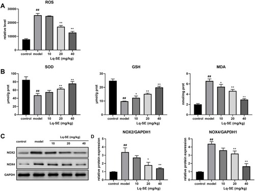 Figure 8 Lq-SE treatment reduces the oxidative stress induced by DOX in mice. (A) Effects of Lq-SE on ROS production in heart tissues. (B) SOD levels, GSH levels, and MDA levels in serum were determined by ELISA. (C) Representative Western blot images of NOX4 and NOX2 protein expression. (D) Effects of Lq-SE on NOX2 and NOX4 protein expression in mice. ##P< 0.01 versus the control group; *P< 0.05 and **P< 0.01 versus the DOX group.