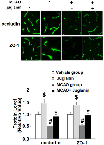 Figure 5 Juglanin restored the expression of occludin and ZO-1 in a middle cerebral artery occlusion (MCAO) mice model. Protein of occludin and ZO-1 as measured by immunostaining ($, #P<0.01 vs vehicle group; *P<0.01 vs MCAO group).
