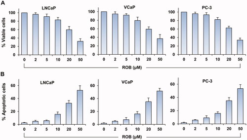 Figure 2. Effects of ROB on growth and apoptosis in human prostate cancer cells. LNCaP, VCaP and PC-3 cells were treated with different concentrations of ROB for 72 h. The cell viability was determined by CCK-8 assay and apoptosis was examined by PI staining. (A) Percentage of cell viability and (B) percent apoptosis after treatment with ROB. Each value is the mean ± SD from three separate experiments.
