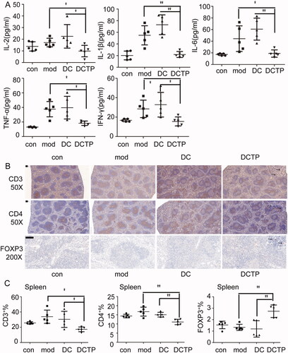 Figure 4. Analysis of serum cytokines and T lymphocytes in the spleen. (A) Measurement of IL-2, IL-1β, IL-6, TNF-α, and IFN-γ levels in the serum of normal (Con) and experimental colitis mice treated with saline (Mod), DCs, or DCTP. A significant difference was found between DCTP treatment and DC or saline treatment. (B) Immunohistochemical staining for CD3+ and CD4+ T cells and FoxP3+ Tregs in spleens from normal (Con) and experimental colitis mice treated with saline (Mod), DCs, or DCTP. T cells aggregated in splenic corpuscles in the Con and Mod groups and were primarily in the periarterial lymphatic sheath of the spleen in the DC and DCTP groups. A significant increase in FoxP3+ Tregs in the spleen was found in DCTP-treated mice compared with mice in the DC and mod groups (the scale bar represents 100 µm). (C) FCM analysis of the CD3+, CD4+, and FOXP3+ T cell percentages in the spleen showed an increase in Tregs and decreases in CD3+ and CD4+ T cells in the DCTP group. Experiments were repeated three times in quintuplicate each time (n = 15) (two-tailed t-test, *p<.05, **p<.01).