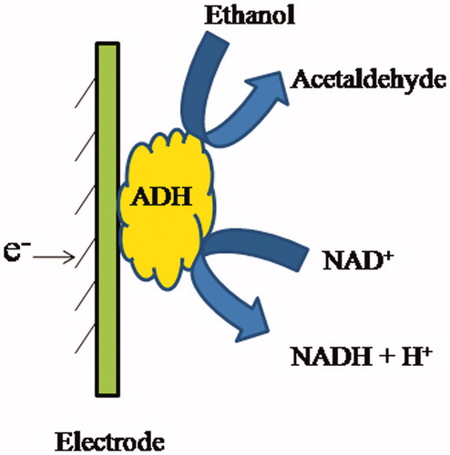 Figure 3. ADH catalyzed reaction for the detection of ethanol at biosensor surface.