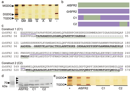 Figure 3. GrSFR2 and AtSFR2 region tests in yeast (pYesdest52-Ura) (a) Thin-layer chromatogram stained for sugars and showing a separation of lipid headgroups extracted from yeast expressing constructs indicated at bottom. GM is GrSFR2 and monogalactosyldiacylglycerol synthase (MGD1), AM is AtSFR2 and MGD1, G is GrSFR2 alone, a is AtSFR2 alone, M is MGD1 alone. Locations of monogalactosyldiacylglycerol (MGDG), digalactosyldiacylglycerol (DGDG), and trigalactosyldiacylglycerol (TGDG) lipids are indicated at left. (b) Depiction of yeast mutant construction, AtSFR2, GrSFR2, construct 1 (C1) made of GrSFR2 with AtSFR2 loop region, construct 2 (C2) GrSFR2 with 550-580bp region from AtSFR2. (c) Alignments showing swapped regions of GrSFR2 and AtSFR2 in C1 and C2. (d) Immunoblot detecting SFR2 loaded with equal protein (10 µg) from yeast expressing AtSFR2, GrSFR2, C1, or C2. Black arrowheads indicate SFR2 construct location and an asterisk indicates a non-specific band. (e) Thin-layer chromatogram stained for sugars and showing a separation of lipid headgroups extracted from yeast expressing AtSFR2, C1, or C2 versions of SFR2. Locations of DGDG and TGDG are indicated at left. Negative and positive controls represent lipid extracts of Arabidopsis leaves during normal growth (negative) or freezing (positive) conditions.