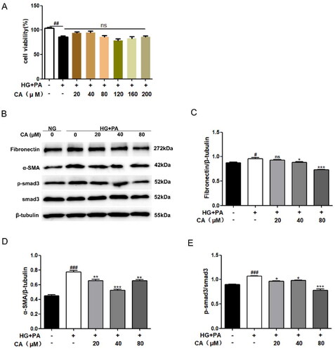 Figure 1. Effect of CA on fibrosis of HK2 cells induced by high glucose and high lipid. (A) HK2 cells were treated with 20, 40, 80, 120, 160, 200 μM of CA for 24 h under high glucose and high lipid conditions, and the cell viability was determined by MTT assay; (B–E) The expression of fibrosis-related proteins(Fibronectin, α-SMA, p-smad3 and smad3) in HK2 cells treated with 20, 40, 80 μM doses of CA for 24h was detected and quantified by Western blot method under conditions of high glucose and high lipid; Data are presented as means ± SEM; #p < 0.05, ##p < 0.01, ###p < 0.001 vs. NG group; *p < 0.05, **p < 0.01, ***p < 0.001 vs. HG + PA group, n = 3.