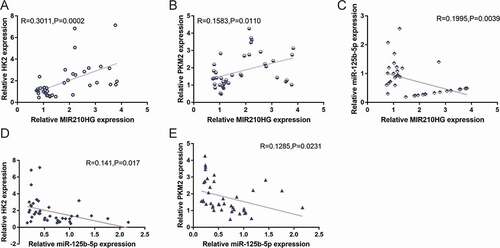 Figure 7. Correlation of MIR210HG/miR-125b-5p/HK2/PKM2 expression in tissue samples. The correlation between MIR210HG and HK2 expression (a), between MIR210HG and PKM2 expression (b), between MIR210HG and miR-125b-5p expression (c), between miR-125b-5p and HK2 expression (d), and between miR-125b-5p and PKM2 expression (e) was analysed using Pearson’s correlation analysis