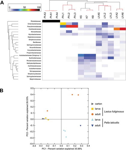 Figure 2. The heatmap showing relationships among tested profiles of bacterial communities and the Principal Coordinate Analysis (PCoA) plot. (a) – The heatmap showing bacterial families distributed across tested samples. Only those families which were primarily responsible for the observed differences among samples were considered. Both dendrograms were estimated with the Bray-Curtis dissimilarity index; (b) – PCoA of bacterial communities associated with tested specimens based on weighted UniFrac distances