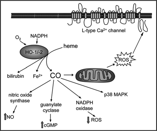 Figure 1 Schematic illustrating the synthesis and effects of carbon monoxide (CO). CO is generated by the O2 and NADPH-dependent catabolism of heme by HO-1 and HO-2. CO can stimulate or inhibit a number of signalling pathways, as illustrated. Of particular relevance to our studies, CO can bind to complex IV of the mitochondrial electron transport chain, leading to electron leak from complex III. This permits increased production of reactive oxygen species (ROS) that in turn leads to modulation of L-type Ca2+ channel activity via interaction with three cysteine residues located in the cytoplasmic C-terminal of the channel's α subunit.