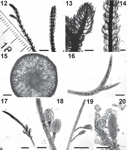 Figs 12–20. Cladostephus hirsutus. Fig. 12. Apical parts of two erect axes. Fig. 13. Detail of apex of an erect axis. Fig. 14. Detail of verticillate habit. Fig. 15. Cross section of an erect axis. Fig. 16. A sickle-shaped whorled branch. Fig. 17. An adventitious branch bearing unilocular sporangia. Fig. 18. Details of unilocular sporangia. Fig. 19. An adventitious branch bearing plurilocular gametangia. Fig. 20. Details of plurilocular gametangia. Scale bars: Fig. 12 = 3.9 mm; Figs 13–14 = 500 μm; Figs 15,17, 19: 100 μm; Figs 16, 18, 20: 50 μm