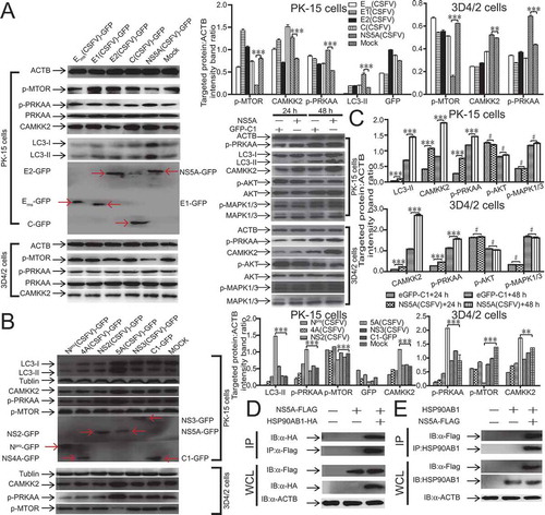 Figure 7. NS5A induces autophagy through the activation of the CAMKK2-PRKAA-MTOR signaling pathway. (A) 3D4/2 and PK-15 cells were transfected with p-EGFP-Erns (CSFV), p-EGFP-E1 (CSFV), p-EGFP-E2 (CSFV), p-EGFP-C (CSFV), and p-EGFP-NS5A (CSFV) vectors. At 48 hpi, cell samples were analyzed by immunoblotting with antibodies against p-MTOR, PRKAA, p-PRKAA, CAMKK2, LC3B, and ACTB (loading control), and the efficiency of transfection was measured using an antibody against GFP. The level of protein was quantified using Image-Pro Plus. Error bars indicate the mean (± SD) of 3 independent experiments. *, P < 0.05; **, P < 0.01; and ***, P < 0.001 (one-way ANOVA). (B) 3D4/2 and PK-15 cells were transfected with p-EGFP-Npro (CSFV), p-EGFP- NS4A (CSFV), p-EGFP-NS2 (CSFV), p-EGFP- NS5A (CSFV), p-EGFP-NS3 (CSFV), and p-EGFP-C1 vectors. At 48 hpi, cell samples were analyzed by immunoblotting with antibodies against p-MTOR, PRKAA, p-PRKAA, CAMKK2, and ACTB (loading control), and the efficiency of transfection was measured using an antibody against GFP. The level of protein was quantified using Image-Pro Plus. Error bars indicate the mean (± SD) of 3 independent experiments. *, P < 0.05; **, P < 0.01; and ***, P < 0.001 (one-way ANOVA). (C) 3D4/2 and PK-15 cells were transfected with either pEGFP-C1 or pEGFP-NS5A. At 24 and 48 hpi, the cell samples were analyzed by immunoblotting with antibodies against p-MTOR, p-PRKAA, CAMKK2, MAPK1/3, p-MAPK1/3, LC3B, p-AKT, AKT, and ACTB (loading control). The level of protein was quantified using Image-Pro Plus. Error bars indicate the mean (± SD) of 3 independent experiments. *, P < 0.05; **, P < 0.01; and ***, P < 0.001 (one-way ANOVA). (D) PK-15 cells were transfected with plasmids encoding NS5A-Flag and HSP90AB1-HA protein, followed by immunoprecipitation (IP) with anti-Flag beads and immunoblot analysis with anti-HA. (E) PK-15 cells were transfected with plasmids encoding NS5A-Flag protein, followed by immunoprecipitation (IP) with anti-HSP90AB1 antibody and immunoblot analysis with anti-Flag