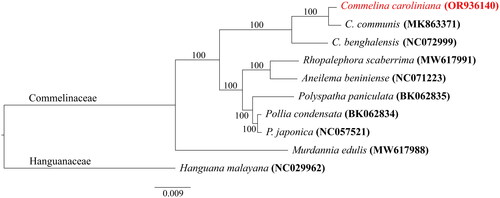 Figure 3. Maximum likelihood phylogenetic tree of nine Commelinaceae species and the outgroup, one Hanguanaceae species based on concatenated CDSs of chloroplast genomes. Numbers on the nodes indicated the bootstrap proportion. The following sequences were used: OR936140, BK062834 (Jung et al. unpublished), BK062835 (Jung et al. in press), NC072999 (unpublished), NC071223 (unpublished), NC057521 (unpublished), MW617991 (Jung et al. Citation2021), MW617988 (Jung et al. Citation2021), MK863371 (Cui and Liang Citation2019), NC029962 (Barrett et al. Citation2016).