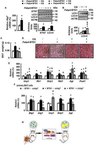 Figure 7. BTG1 regulates BAT whitening via an ATG7-dependent autophagy pathway in vivo and in vitro. (A) Atg7 mRNA (left), ATG7 and LC3-II protein levels (right) were analyzed in BAT of Fabp4-BTG1 mice (+ Fabp4-BTG1) or control mice (- Fabp4-BTG1). (B-E) LC3-II protein levels (B), weight (C), H&E staining (D), mRNA levels of brown adipocyte markers and white adipocyte markers (E) were analyzed in BAT of Fabp4-BTG1 mice (+ Fabp4-BTG1) or control mice (- Fabp4-BTG1) i.p. injected with CQ (+ CQ) or PBS (- CQ) for 2 weeks. (F) mRNA levels of Btg1, Atg7, brown adipocyte markers and white adipocyte markers were analyzed in primary cultured brown adipocytes transfected with (+ BTG1) or without (- BTG1) plasmids over-expressing BTG1 for 48 h, after with (+ siAtg7) or without (- siAtg7) Atg7 siRNA for 24 h. (G) Working model. Scale bars: 200 μm in D. Data are represented as mean ± SEM. Statistical significance was calculated using the two-tailed Student t-test for the effects of Fabp4-BTG1 versus control mice in A (*: p < 0.05), or one-way ANOVA followed by the Student-Newman-Keuls (SNK) test for the effects of any group versus the control group (*: p < 0.05), with versus without Fabp4-BTG1 in CQ group (#: p < 0.05), with versus without CQ in Fabp4-BTG1 group (&: p < 0.05) in B, C and E, with versus without Atg7 siRNA in BTG1 group (#: p < 0.05) in F.