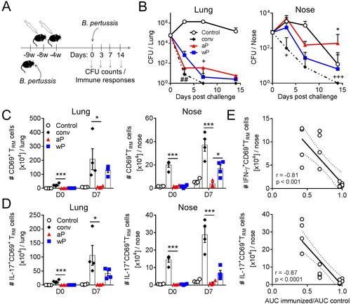 Figure 7. Respiratory CD4 TRM correlate with protection against nasal colonization with B. pertussis. (a) Schematic of immunization and challenge protocol. C57BL/6 mice were either aerosol infected with B. pertussis (conv), or immunized with 2 doses of either aP (Infanrix) or wP (Shan 5) at an interval of 4 weeks. 9 weeks after challenge and 4 weeks after the second immunization, mice were aerosol challenged with B. pertussis. (b) CFUs in lung homogenates and nasal washes were determined 3, 7, and 14 days post challenge. Results are mean ± SEM n = 4 mice per group per time-point. *p < .05 aP versus wP; ##p < .01 wP versus conv; +p < .05, +++p < .001 aP versus conv by two-way ANOVA with the Tukey’s post-test. One day before challenge (pre) and 7 days post challenge (d7) lymphocytes from the three right lobes of the lung and nasal tissue were prepared by digest. Prior to euthanasia, the animals were i.v. injected with fluorochrome-coupled CD45 antibody to allow the discrimination of tissue-resident and circulating cells. (c) Absolute numbers of CD69+CD4+ TRM cells in the lung or nasal tissue. (d) Absolute numbers of IL-17-producing CD69+CD4+ TRM cells in the lung or nasal tissue. Results shown are mean ± SEM (n = 4 mice). One-way ANOVA for immunized groups, *p < .05, ***p < .001, only significant differences in comparison to aP are indicated. (e) Correlation between protection against nasal colonization and the absolute number of IFN-γ- or IL-17-producing CD69+CD4+ TRM in the nasal tissue for the corresponding mouse. Protection was expressed as a ratio of the area under the curve (AUC) of bacterial clearance (day 0–14) after challenge of immunized or previously infected versus the AUC for control unimmunized mice, as previously described [Citation45]. Dotted lines indicate 95% confidence bands of the best fit line. N = 4 mice/group at each time point.