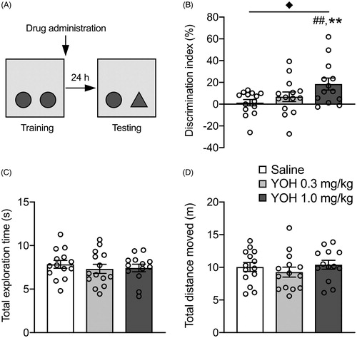 Figure 1. Posttraining administration of the noradrenergic stimulant yohimbine dose-dependently enhances consolidation of object recognition memory. Data are shown as mean ± SEM. (A) Experimental design of the object recognition memory (ORM) task. Mice were trained for 3 min followed immediately by a subcutaneous injection of yohimbine (YOH, 0.3 or 1.0 mg/kg) or saline. Object recognition memory was tested 24 h later during which one of the objects was replaced by a novel object. (B) The higher dose of yohimbine improved memory performance on the object recognition retention test compared to saline-treated animals. (C) Yohimbine treatment did not affect total exploration time of the two objects during the retention test. (D) Yohimbine treatment did not affect the total distance moved during the retention test. saline: n = 14, YOH 0.3 mg/kg: n = 14, YOH 1.0 mg/kg: n = 13. ◆ p < .05, main effect of drug administration; ## p < .01, difference from saline; ** p < .01, difference from chance level.