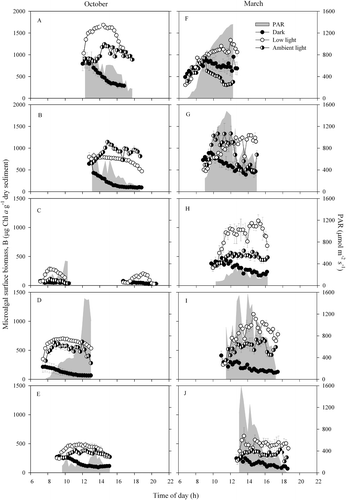 Fig. 3. Hourly variation of surface biomass (B: µg Chl a g−1 dry sediment) and PAR (µmol m−2 s−1) for the sediment samples kept under ambient light conditions and constant conditions (dark and low light), during five days during two spring–neap tidal cycles (a–e: October 2006; f–j: March 2008). Mean values of three replicates. Error bars: 1 standard error.