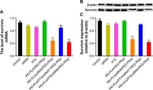 Figure 5 In vitro expression of survivin in A549 cells treated with different formulations. The untreated cells served as control. (A) Expression of survivin mRNA determined by quantitative real-time PCR after 24 h of incubation at the final concentrations of different NPs (N/P=30, C/N=1/5; PTX content: 6.04%, 100 nM of siRNA per well). **p<0.05 compared with controls (n=3). (B) Relative expression of protein levels detected by Western blotting after 72 h of incubation at the final concentrations of different NPs (N/P=30, C/N=1/5; PTX content: 6.04%, 100 nM of siRNA per well). β-actin was used as the control for samples. (C) Analysis of survivin protein expression as the ratio of light intensity of survivin to β-actin from Western blotting results. **p<0.05 compared with controls (n=3).Abbreviations: PCR, polymerase chain reaction; NPs, nanoparticles; PEI-PLA, polyethyleneimine-block-polylactic acid; PTX, paclitaxel; PEG-PAsp, poly(ethylene glycol)-block-poly(L-aspartic acid sodium salt).