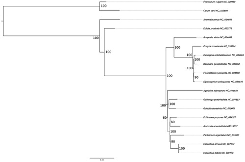 Figure 1. The ML tree of 18 selected chloroplast genome sequences and Ambrosia artemisiifolia. The values on the node show the bootstraps of 10,000 replicates and scale is substitution per site.