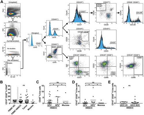 Figure 1. Flow cytometry gating strategy and lymphocyte proportions in different compartments of HPV± HNSCC patients and healthy controls.Single cell suspensions from HNSCC tumor tissue (n = 38), non-cancerous mucosa (n = 14), PBMCs from HNSCC patients (PBMC HNSCC, n = 38) and healthy controls (PBMC HC, n = 20) were analyzed by flow cytometry. (A) The gating strategy for the analysis of B cell subsets is delineated by exemplary histogram and dot plots. All plots contain flow cytometry data of a single cell suspension from a HNSCC tumor with high B cell content. Initial gating included dead cell stain (aqua), selection according to cell morphology (forward/side scatter), exclusion of doublets and CD45− cells. Plasmablasts (CD27+/CD38hi/CD20−) and plasmacells (CD27+/CD38hi/CD138hi/CD20−; top row on right side) as well as regulatory B cell phenotypes (CD24hi/CD38hi; CD25hi; middle row on right side) were gated as subpopulations of CD19+/CD45+ cells. Naïve (IgD+/CD27−) and memory (IgD−/CD27+) B cells, antigen-presenting (CD86+/CD21−) and activated (CD86+) B cells were evaluated in CD19+/CD20+/CD45+ cells (bottom row on right side). (B) CD19+/CD20+ cells in percent of CD45+ cells in PBMC HC, PBMC HNSCC, tumor and non-cancerous mucosa are depicted in scatter plots. (C) CD45+ lymphocytes in percent of all living cells are compared in HPV−/+ HNSCC and mucosa. (D) CD19+/CD20+ cell percentages within the live cell fraction of HPV−/+ HNSCC tumors and mucosa are shown in scatter plots. (E) Scatter plots show percentages of CD19+/CD20+ B cells in the live cell fraction of tumors in relation to UICC stage. For statistical analysis, Kruskal-Wallis test was used in (B) – (D) and Mann-Whitney test in (E). Data is presented as mean. *P < 0.05; ns, not significant.