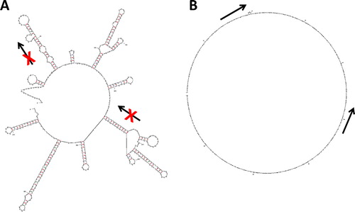 FIGURE 5  Analysis of template DNAs using Mfold software [Mathews et al. Citation1999; Zuker Citation2003]. Bisulfite converted sequences for loci of interest were evaluated for predicted secondary or tertiary structure under the proposed PCR conditions, and the regions of primer binding analyzed. Folding of template DNA sequences with (A) excessive secondary and tertiary structure or (B) lacking secondary and tertiary structure. Primer binding sites are indicated by arrows. Arrows in panel (A) are crossed out, indicating the primers would not bind in these regions of higher order structure.