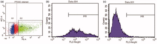 Figure 3. (a) Histogram of PE-STRO-1 antibody labeled cells obtained by FACS Aria: Dots in Q4 region represents STRO-1(+) cells, dots in Q3 region represents STRO-1(−) cells. Cells in P2 region were sorted as STRO-1(+) and cells in P3 region were sorted as STRO-1(−). Verification of STRO-1 phenotype of cells before seeding: b) STRO-1(+) cells, (c) STRO-1(−) cells.