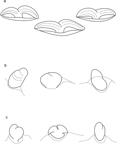 Figure 6. Lateral coxalae I (1b), II (2b), III (3b) in larvae of Hexathrombiini. a) Hexathrombium abirami, holotype. b) Beronium veronicae, holotype. c) Alhamitrombium tetraseta, holotype. Not to scale