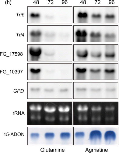 Fig. 1. Northern blot analyses of FGSG_17598 and FGSG_10397 mRNA with reference to the onset of trichothecene accumulation in the medium as monitored by thin-layer chromatography (TLC).