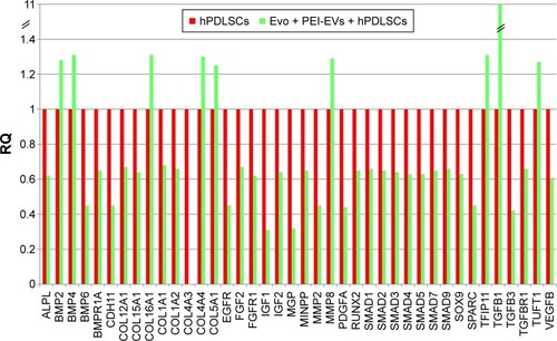 Figure 7 Relative gene-expression fold changes by qRT-PCR in Evo + PEI-EVs + hPDLSCs.Notes: Evo + PEI-EVs + hPDLSCs compared to hPDLSCs. Cells cultured with Evo + PEI-EVs showed modulation of 40 transcripts with upregulation of nine genes, including BMP2, BMP4, COL, and TGFB1. Transcripts show a P-value <0.05; P-values adjusted using Benjamini–Hochberg false-discovery-rate correction.Abbreviations: qRT-PCR, quantitative reverse-transcription polymerase chain reaction; Evo, Evolution; PEI, polyethylenimine; EVs, extracellular vesicles; hPDLSCs, human periodontal-ligament stem cells; RQ, relative quantification.