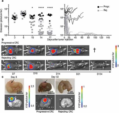 Figure 1. Two profiles of CRC development in immunocompetent B6 mice. a, b.