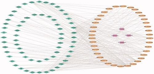 Figure 2. Network diagram of ‘medicinal materials-ingredients-targets’ of RYNM. The squares represent the medicinal materials in RYNM, the ovals represent the TCMSP chemical composition numbers, and the diamonds represent the targets.